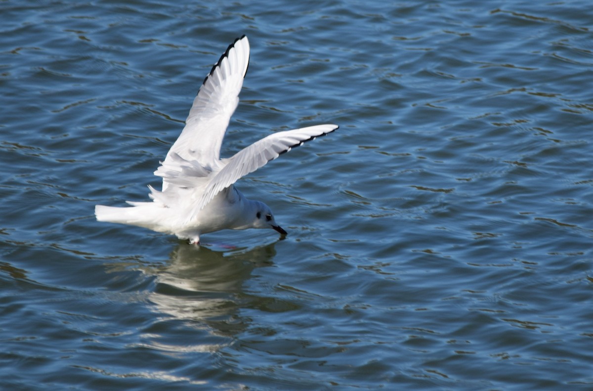 Gaviota Reidora - ML403972551