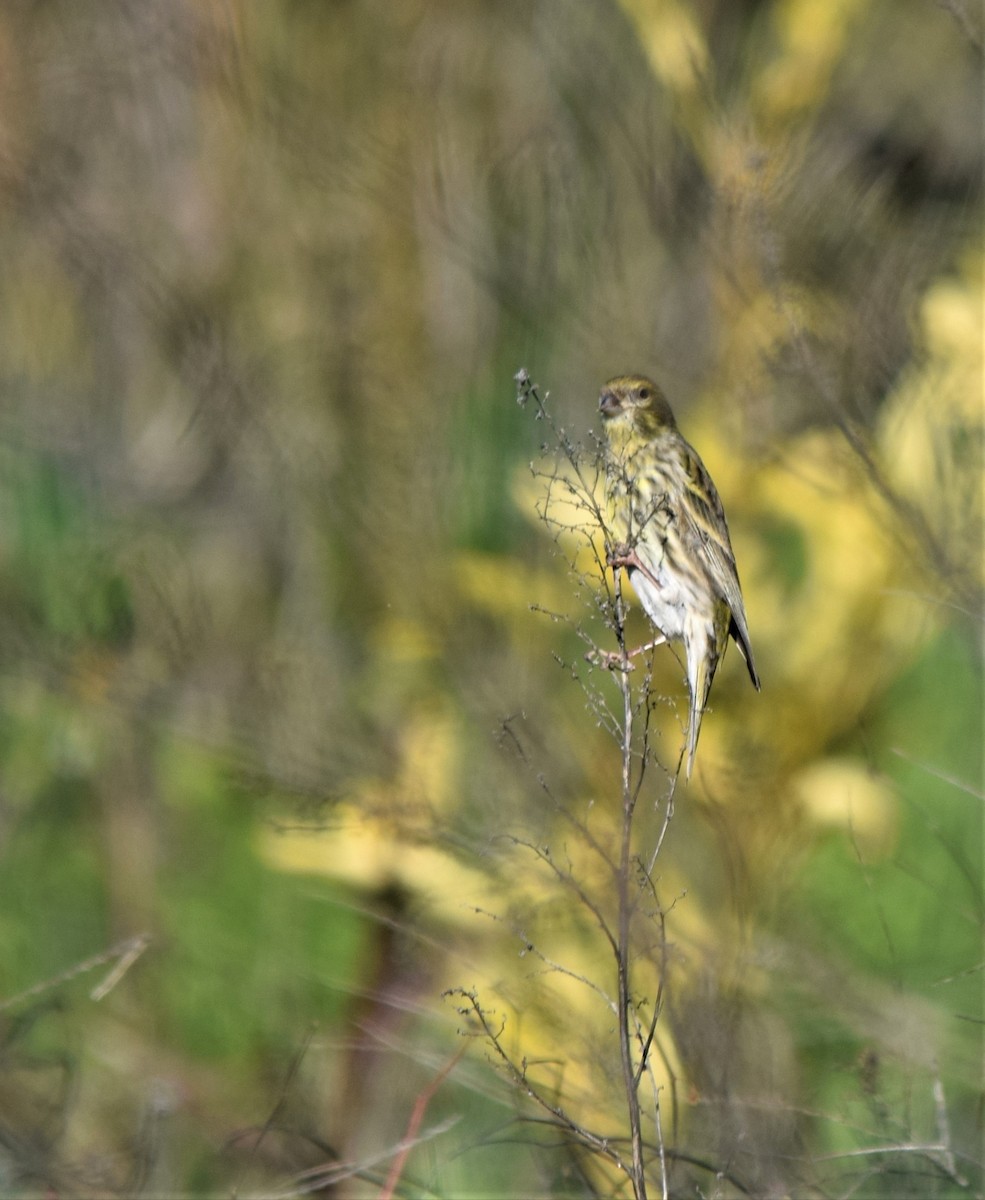 European Serin - ML403973581