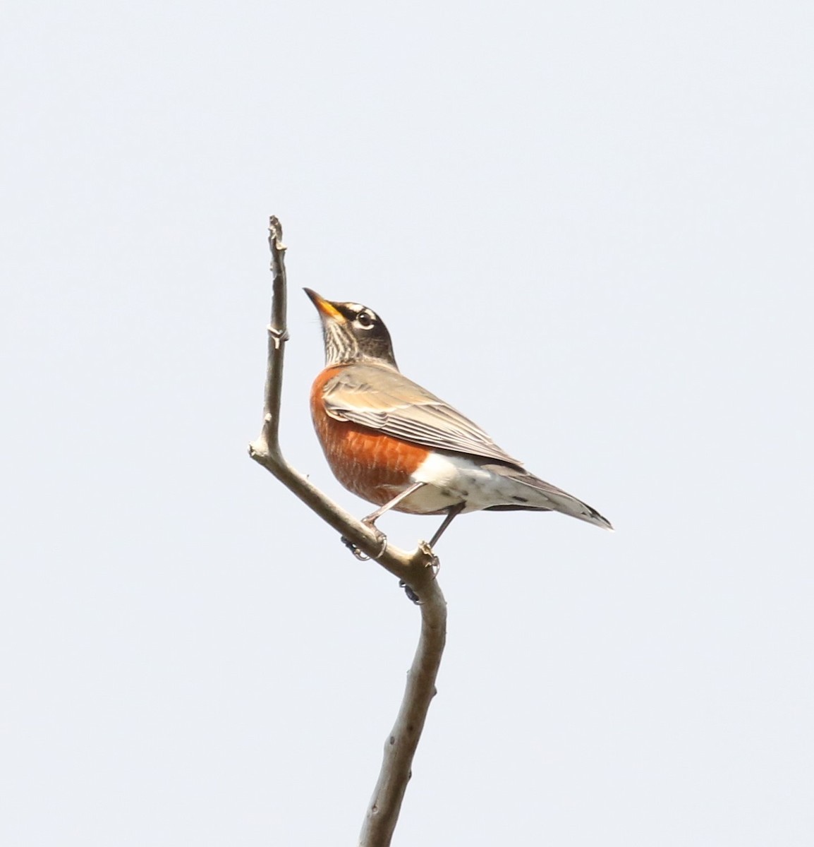 American Robin - ML40397501