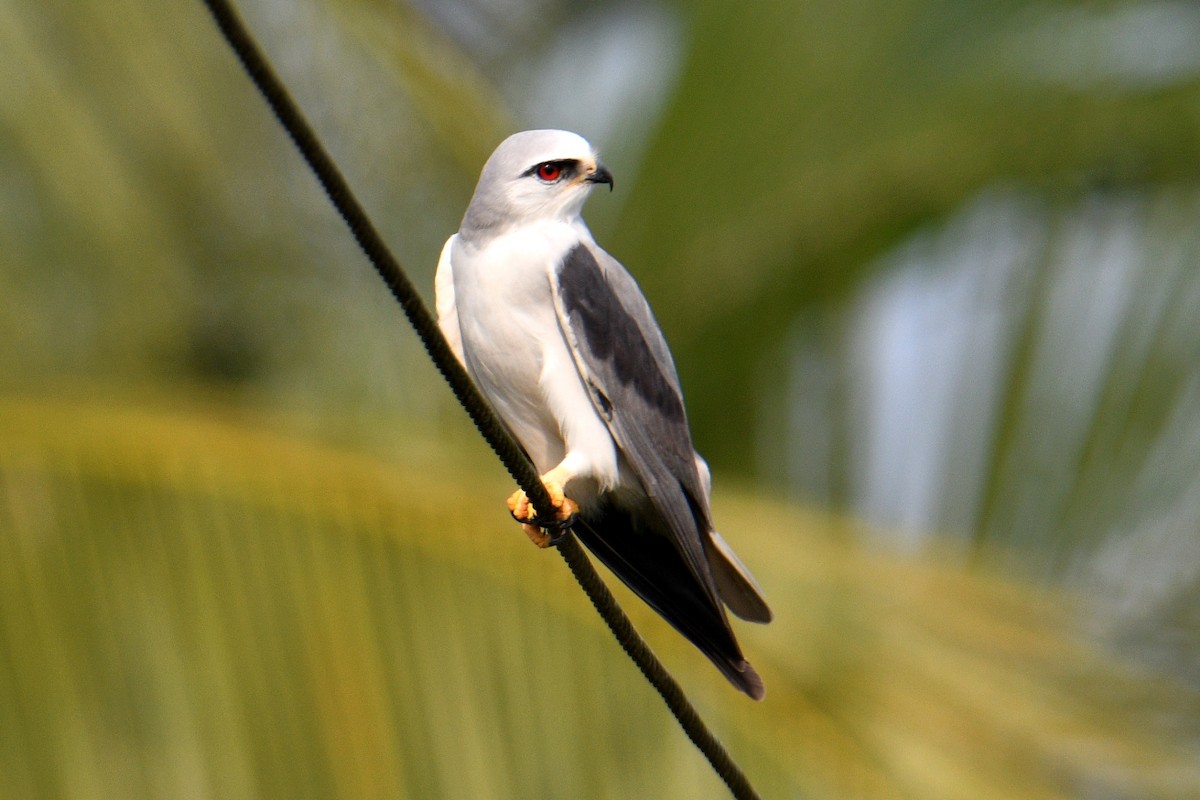 Black-winged Kite - H Nambiar