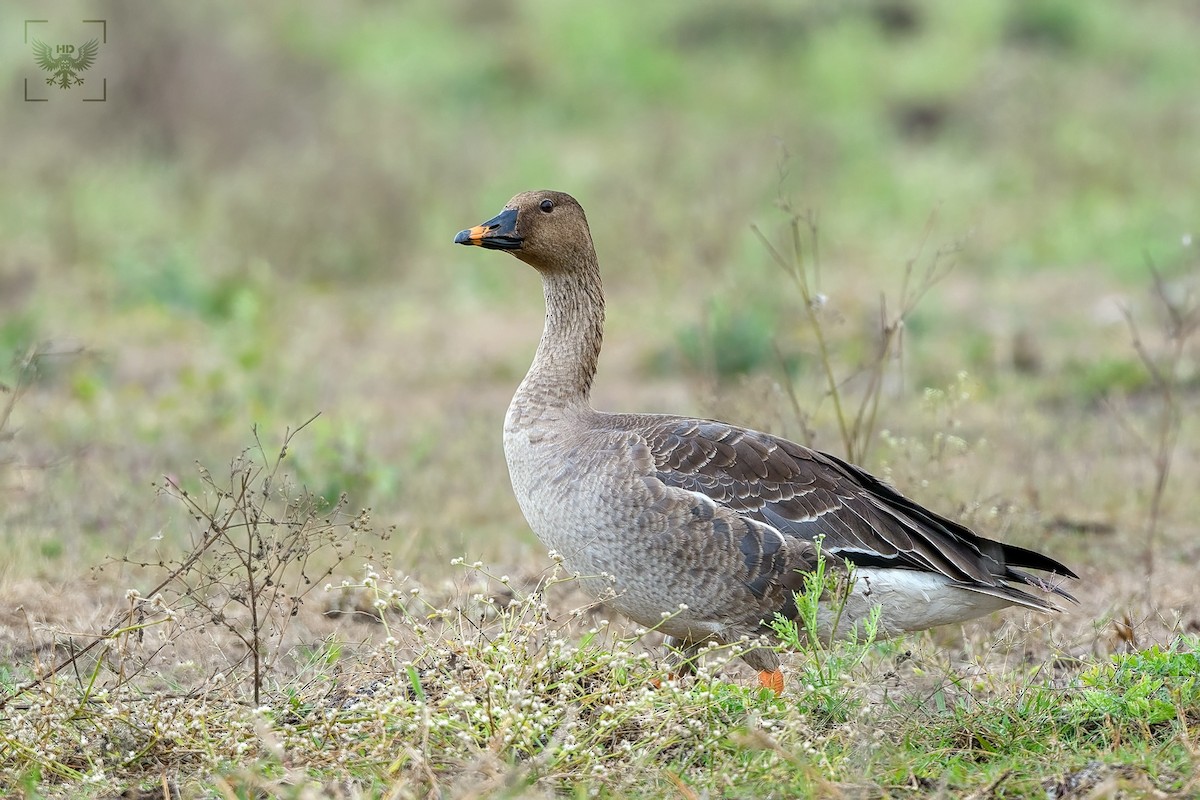 Taiga Bean-Goose - ML403976521
