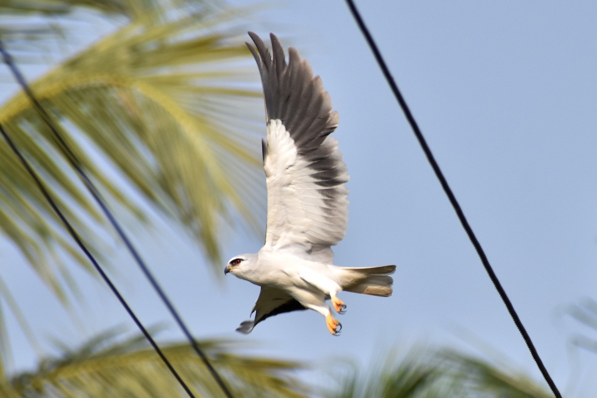 Black-winged Kite - Sree ..