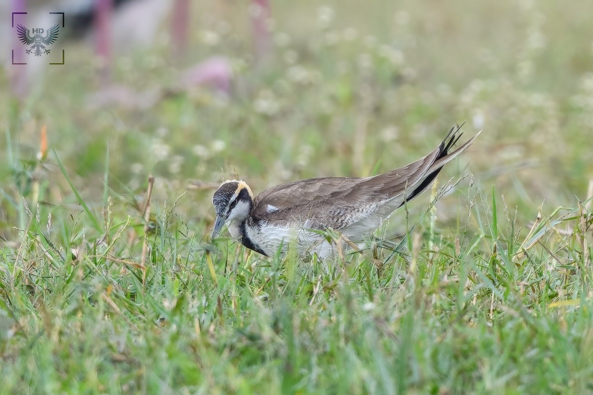 Pheasant-tailed Jacana - ML403977231