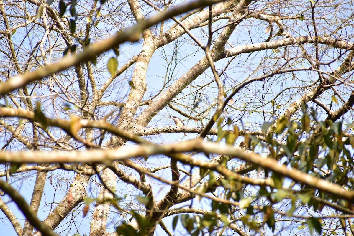 Malabar Woodshrike - ML403978531