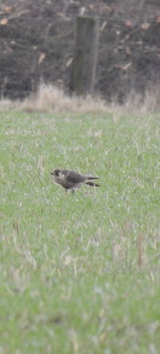 Peregrine Falcon - ML403980451