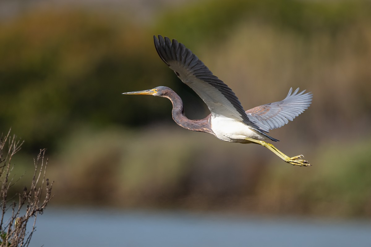 Tricolored Heron - ML403981701