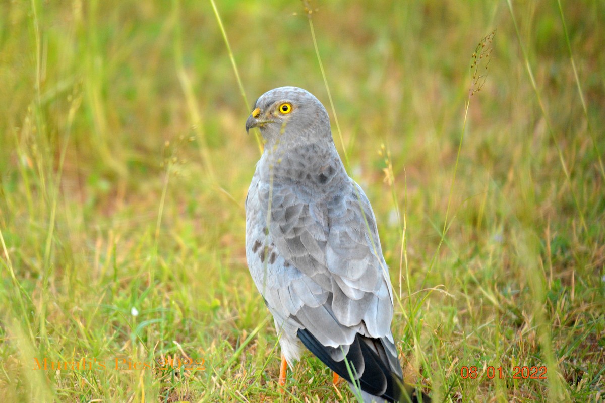 Wiesenweihe - ML403981731