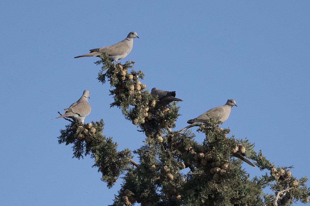 Eurasian Collared-Dove - ML403981821