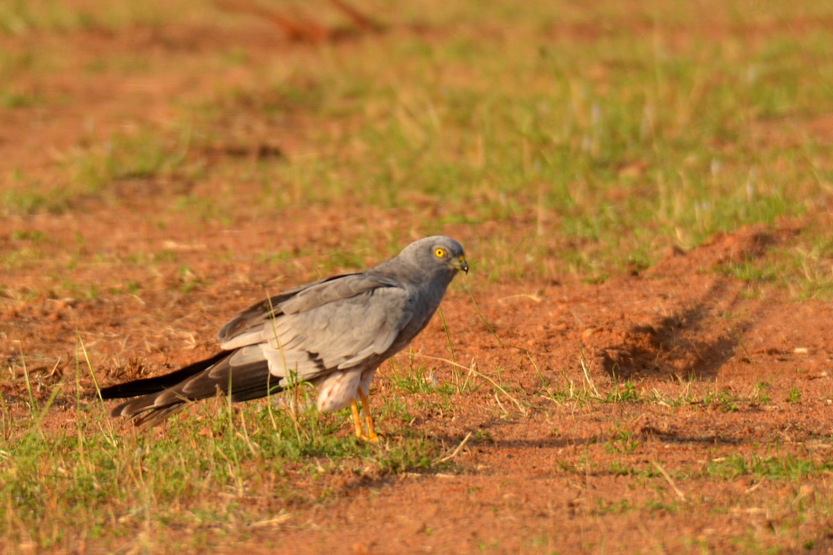 Montagu's Harrier - ML403981971