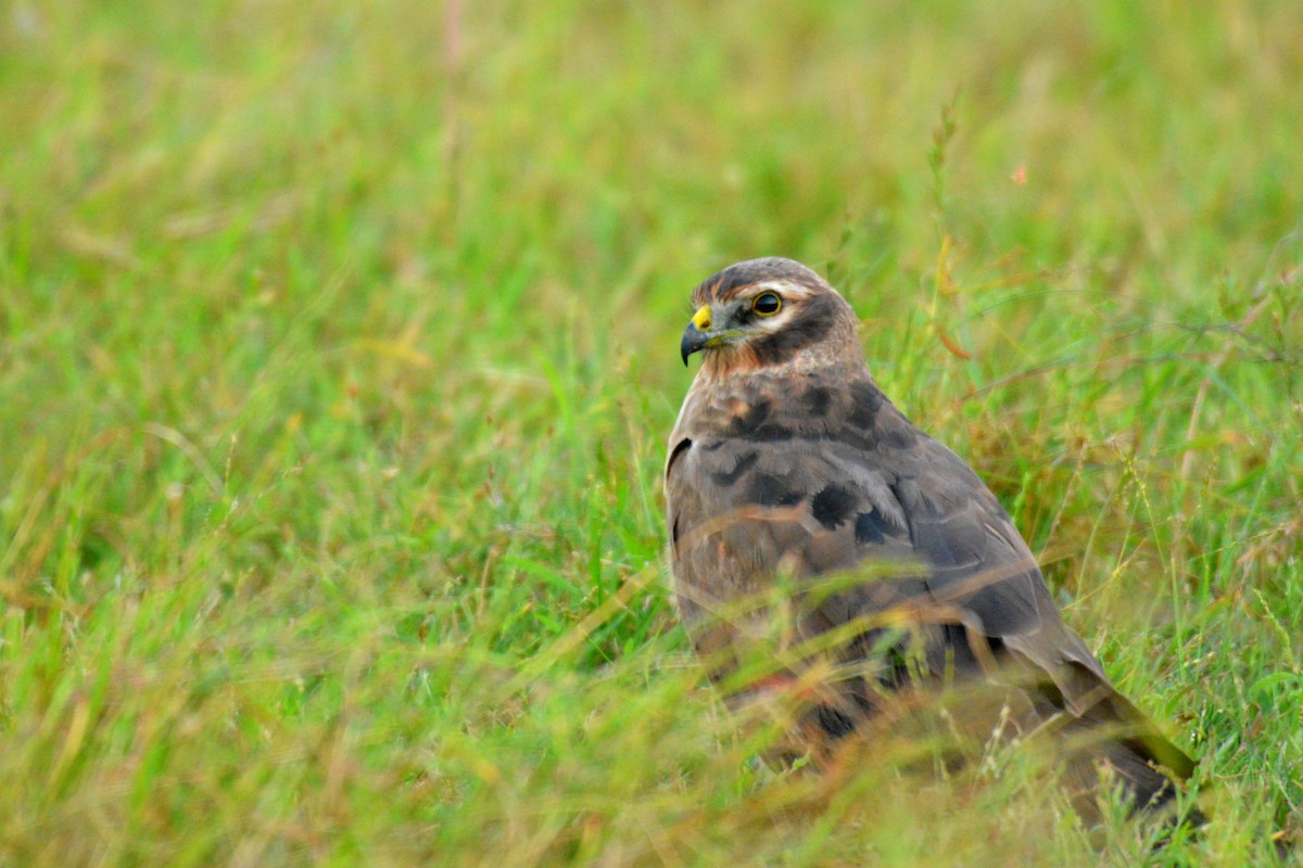 Montagu's Harrier - ML403981981