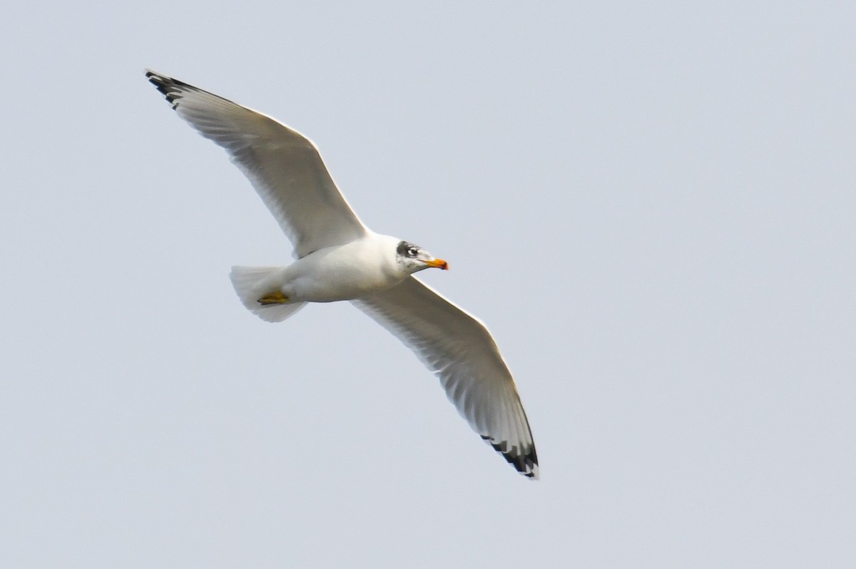 Pallas's Gull - ML403982511