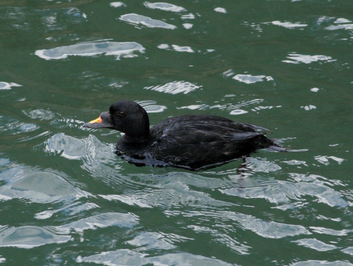 Common Scoter - ML40398581