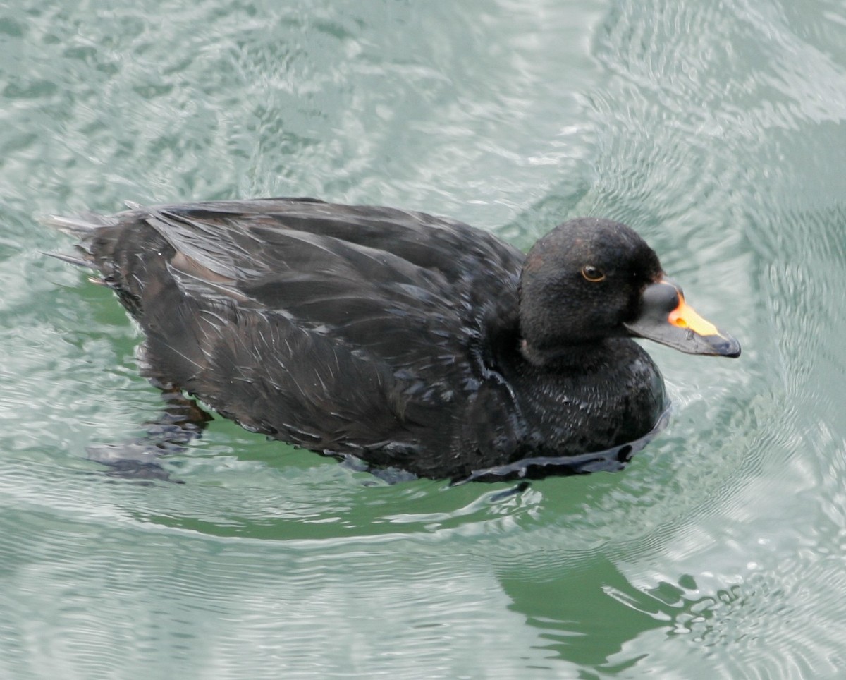 Common Scoter - ML40398611