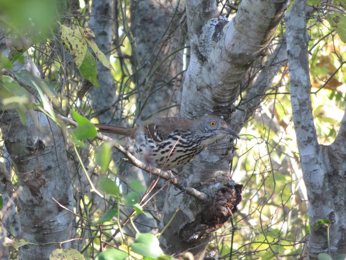 Тремблер рудий - ML40398661