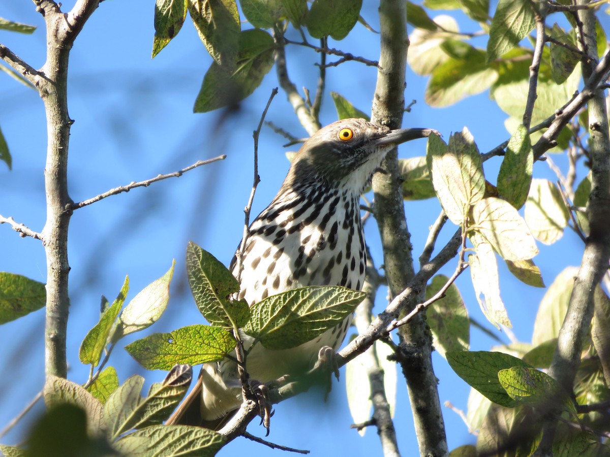 Тремблер рудий - ML40398671