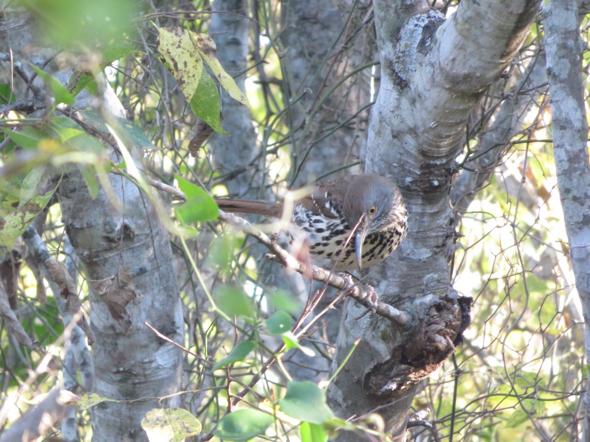 Тремблер рудий - ML40398681