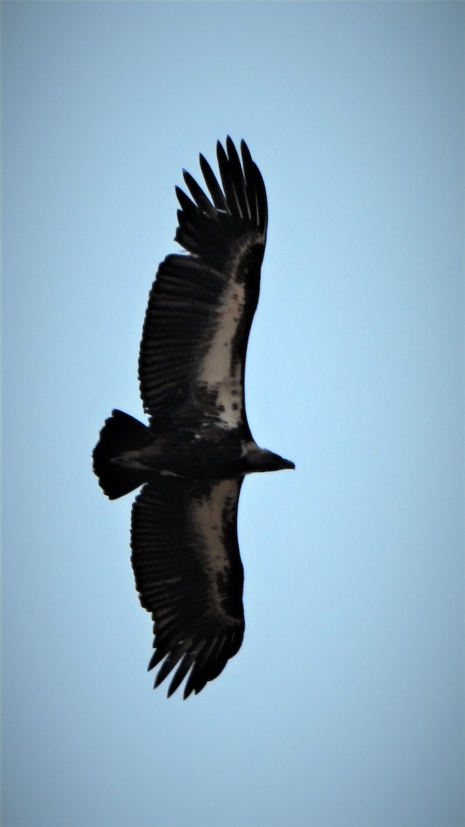 White-rumped Vulture - ML403986931