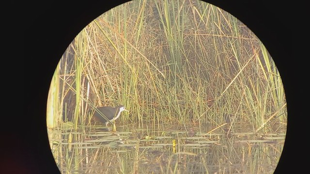 Baillon's Crake - ML403988141