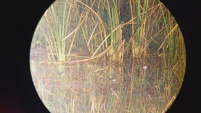 Baillon's Crake - ML403988731