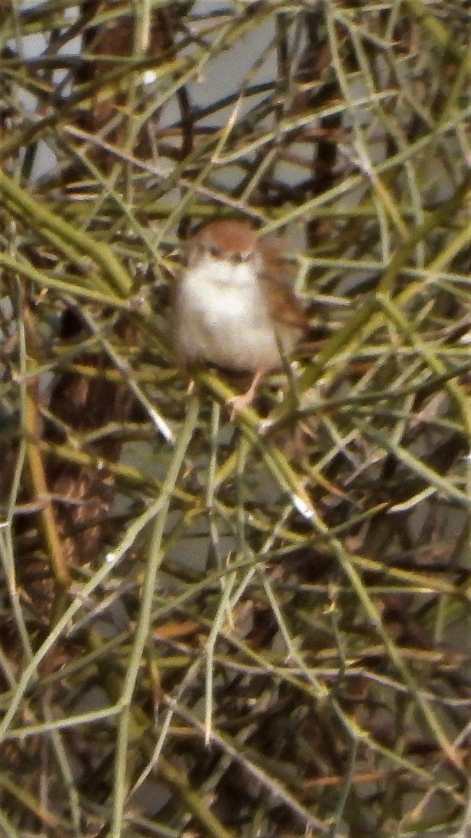 Rufous-fronted Prinia - Girish Chhatpar