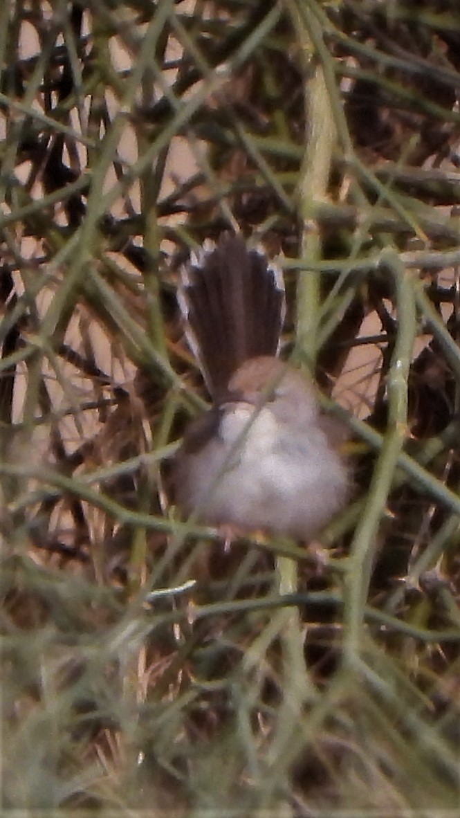 Rufous-fronted Prinia - Girish Chhatpar