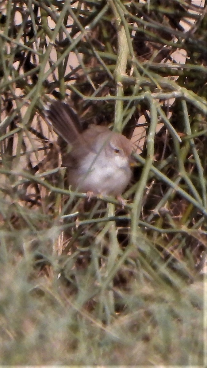 Rufous-fronted Prinia - ML403989201