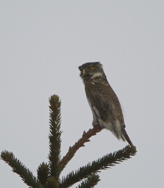 Eurasian Pygmy-Owl - ML403990241