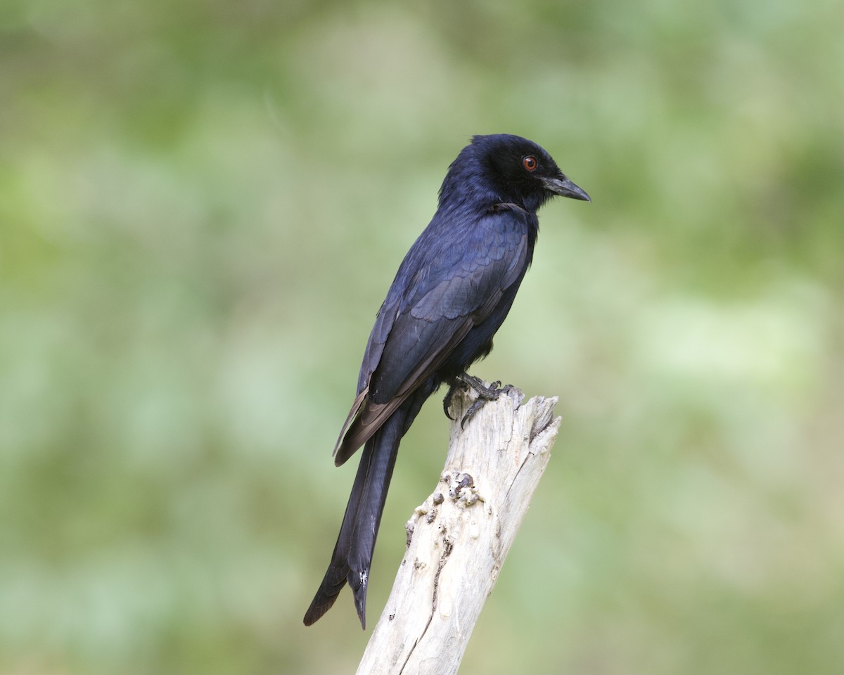 Çatal Kuyruklu Drongo (apivorus) - ML403991171