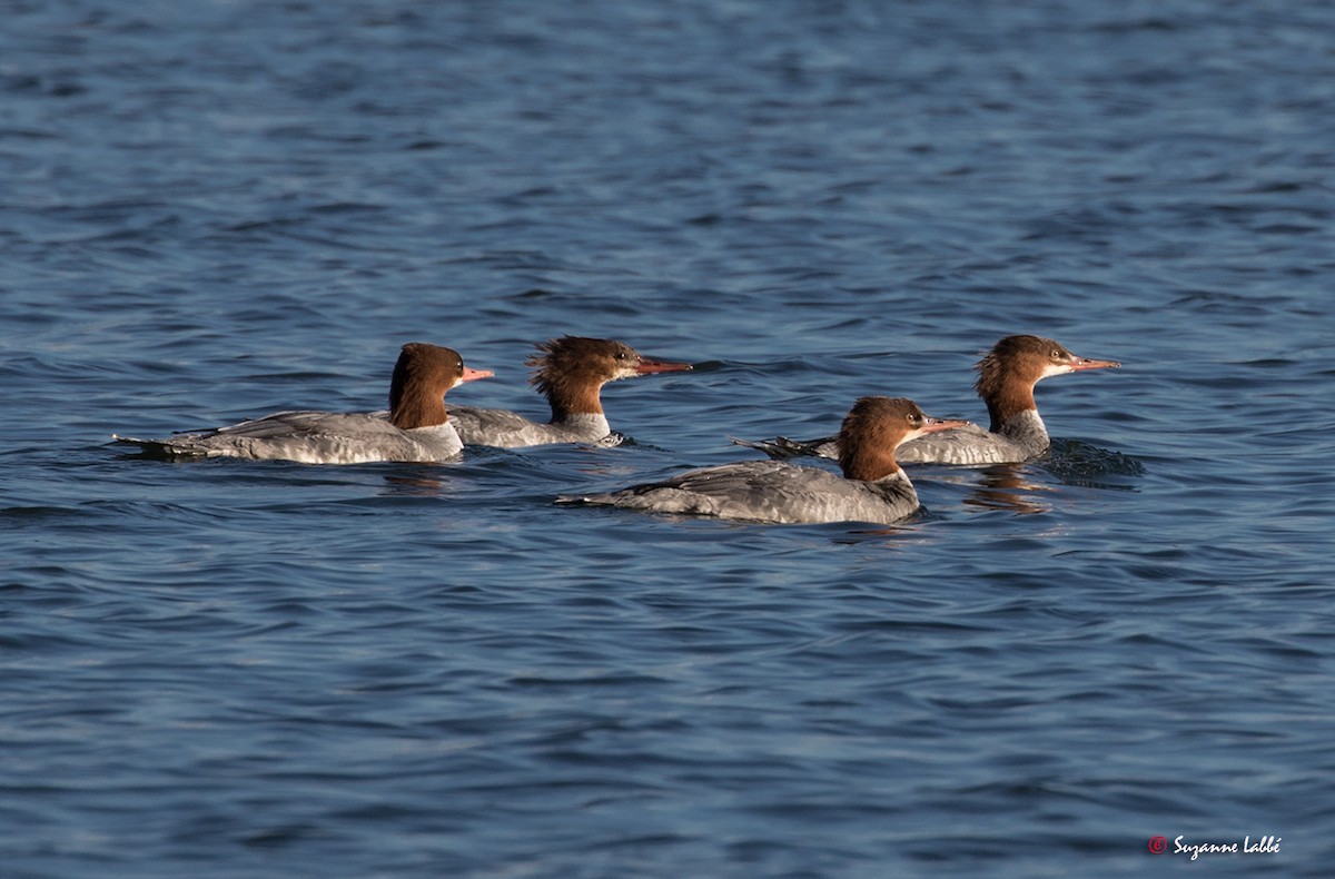 Gänsesäger - ML40399151