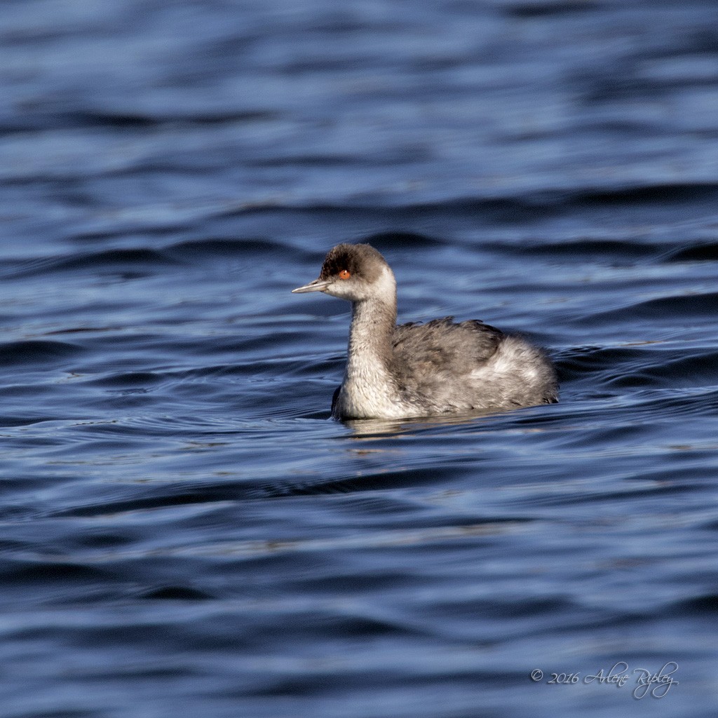 Eared Grebe - ML40399201