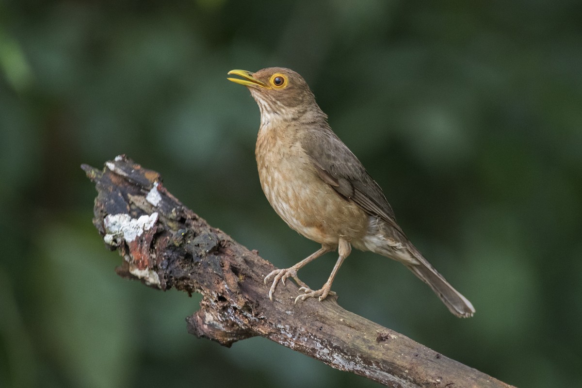 Spectacled Thrush - ML403992711