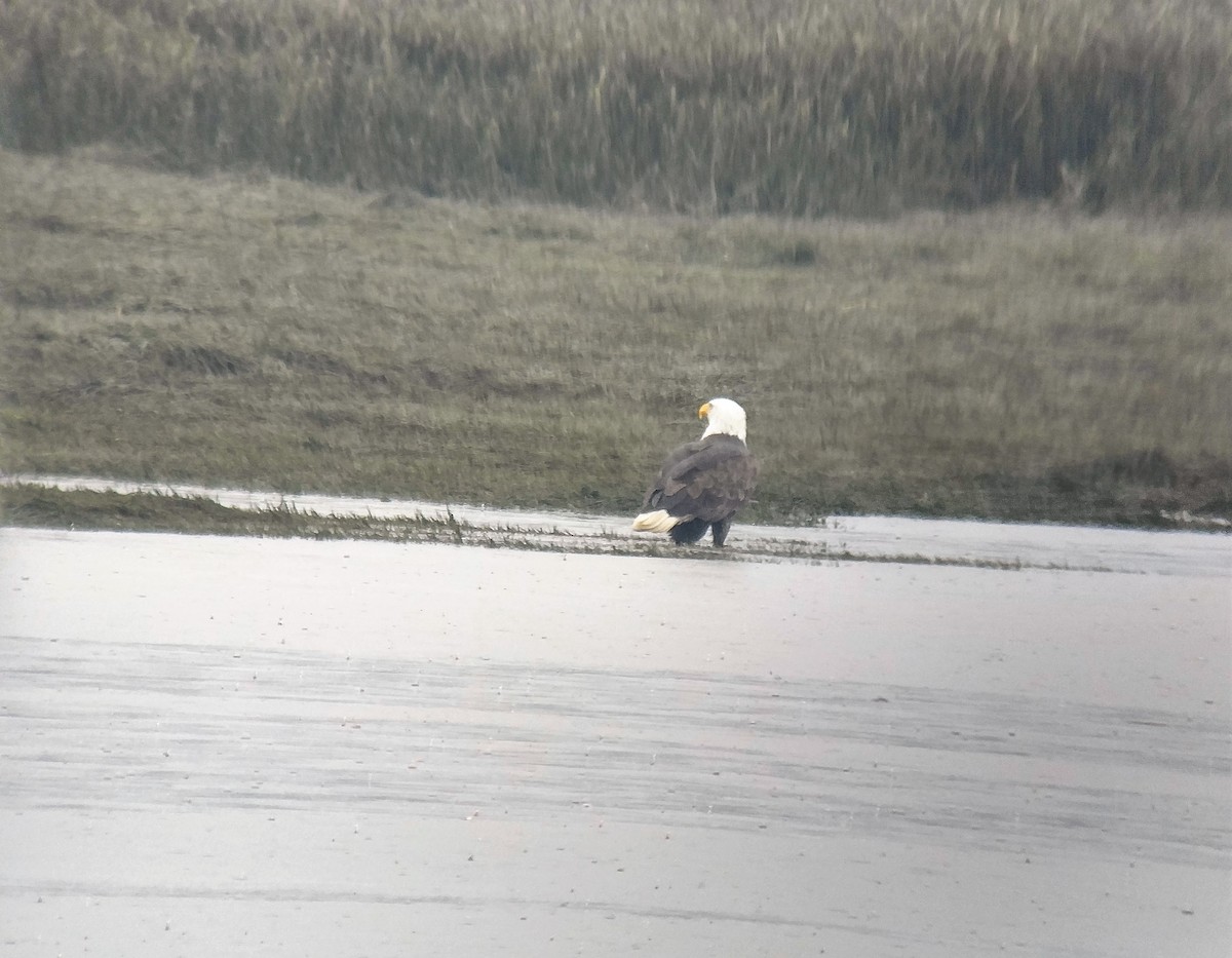 Bald Eagle - ML40399561