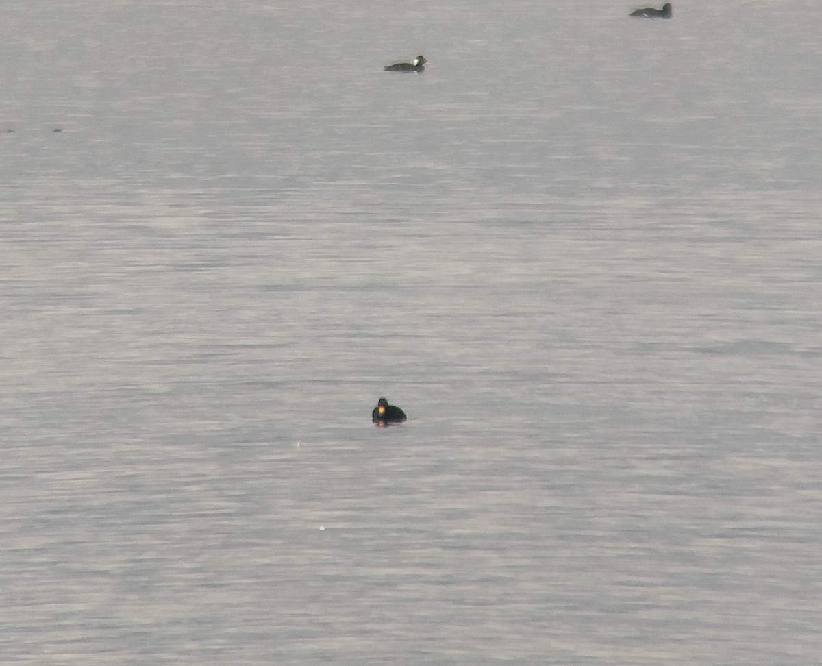 Black Scoter - ML40399571