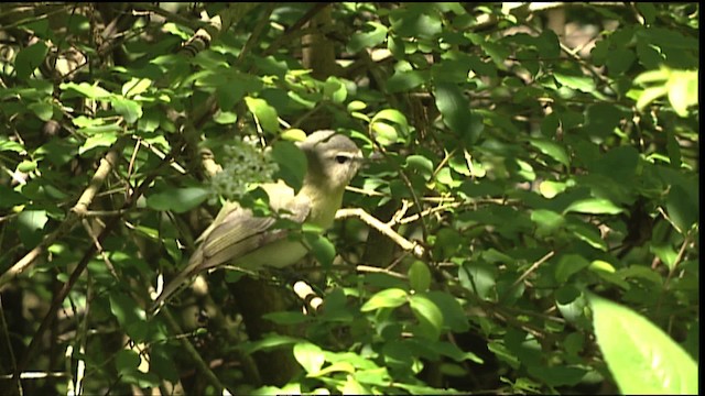 Vireo de Filadelfia - ML403996