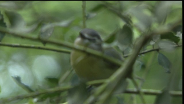 Philadelphia Vireo - ML403999