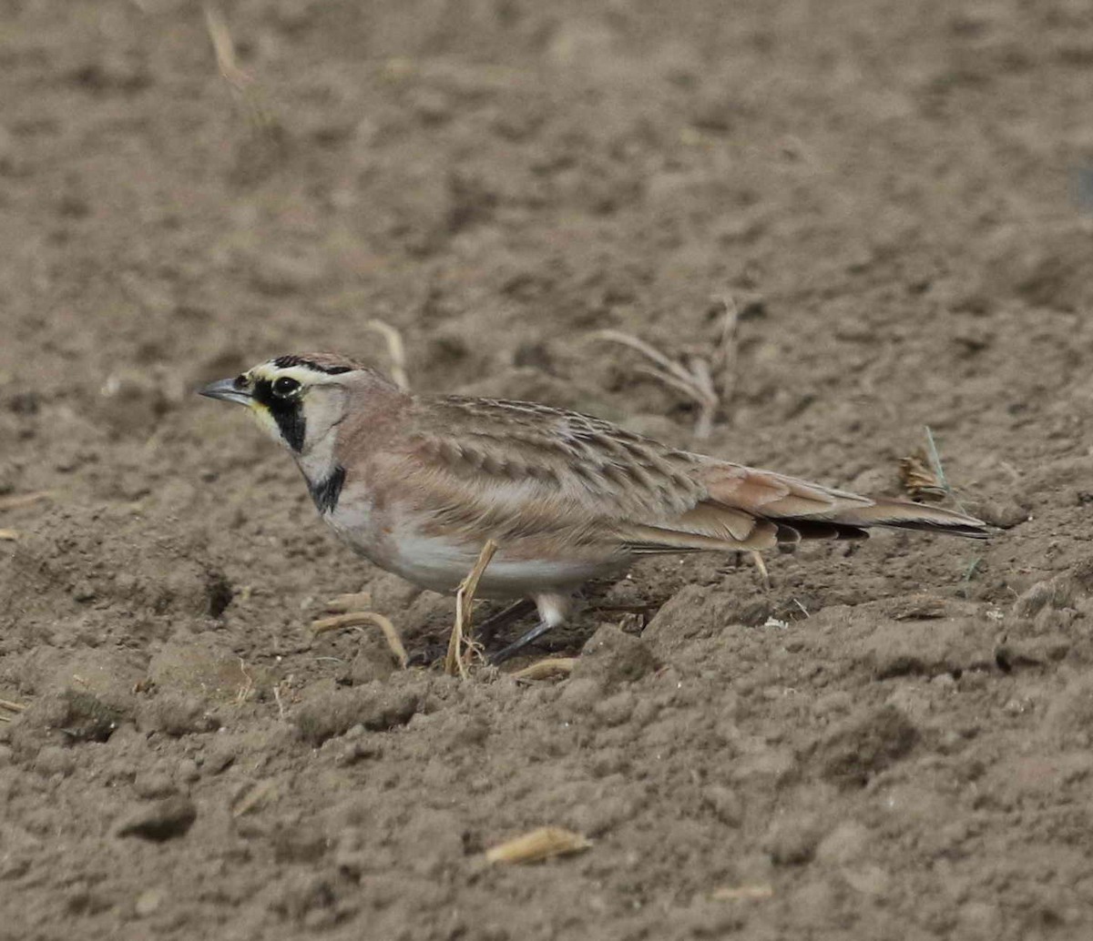 Horned Lark - DAB DAB