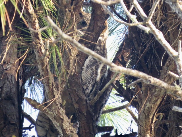 Great Horned Owl - ML403999911