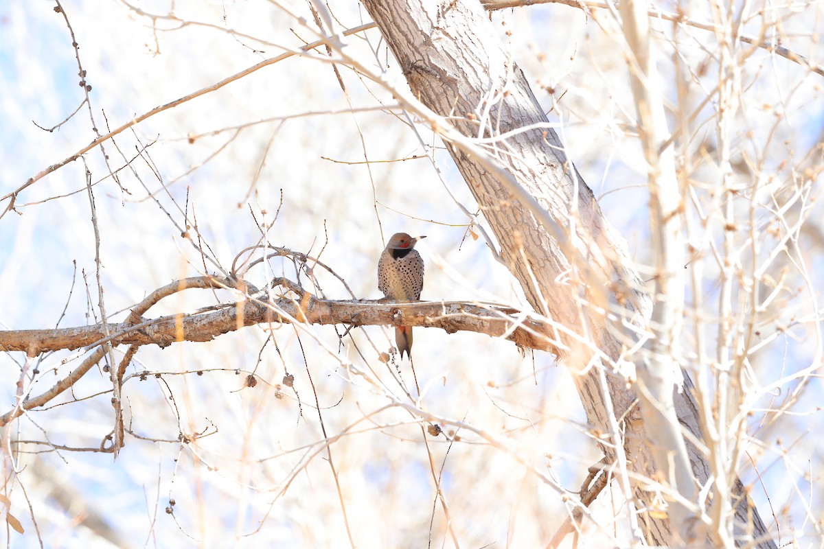 Northern Flicker (Red-shafted) - ML404003191