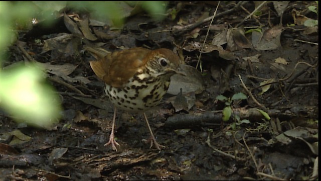 Wood Thrush - ML404005