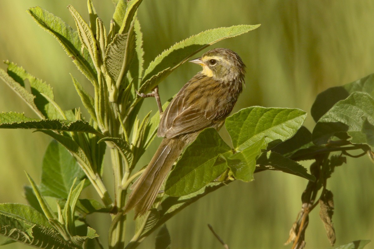 Long-tailed Reed Finch - ML404008301
