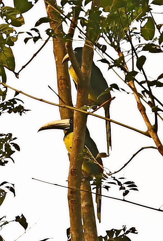 Black-necked Aracari - ML404009191