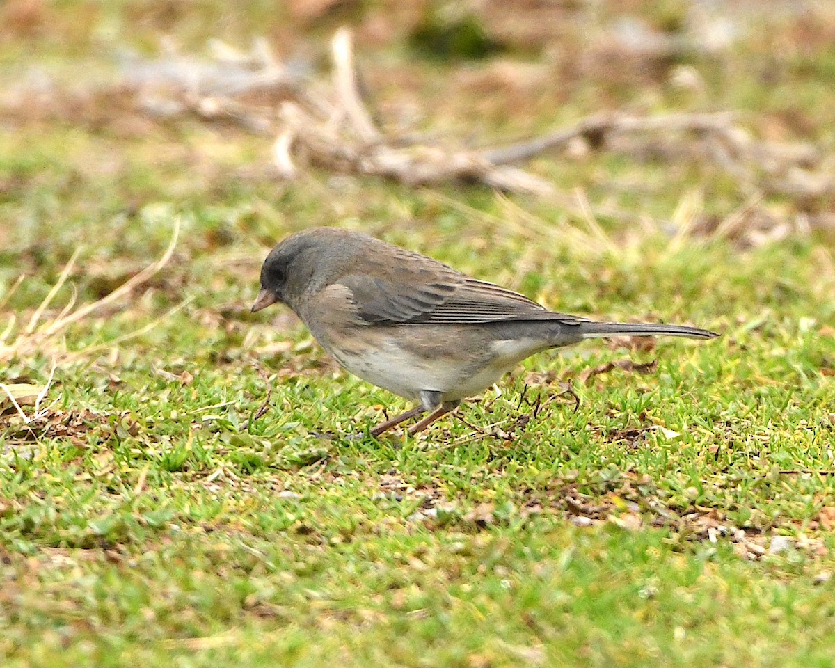 Dark-eyed Junco (Slate-colored) - ML404015691