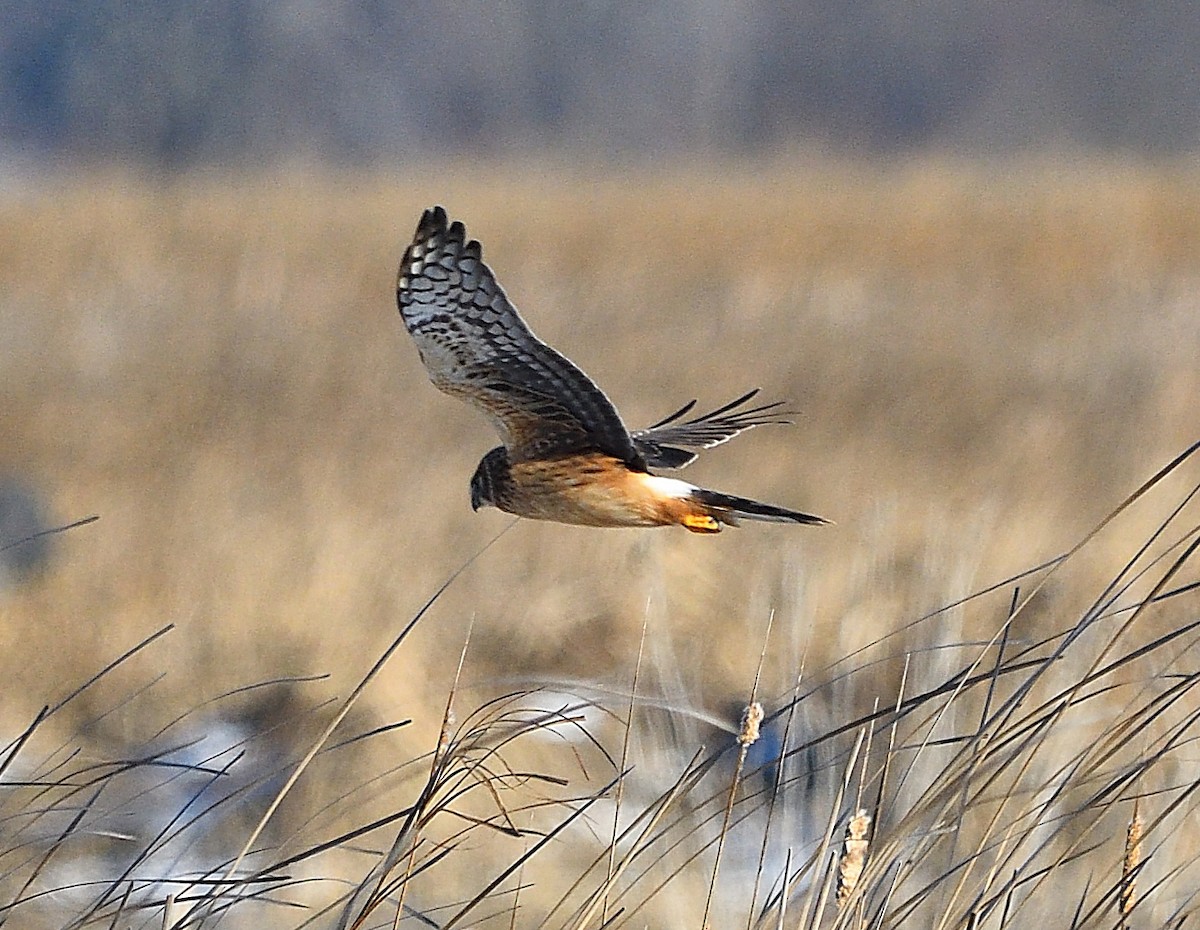 Northern Harrier - ML404017691