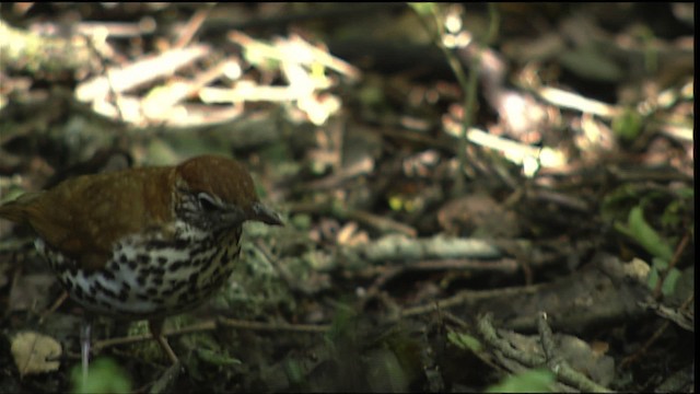 Wood Thrush - ML404018