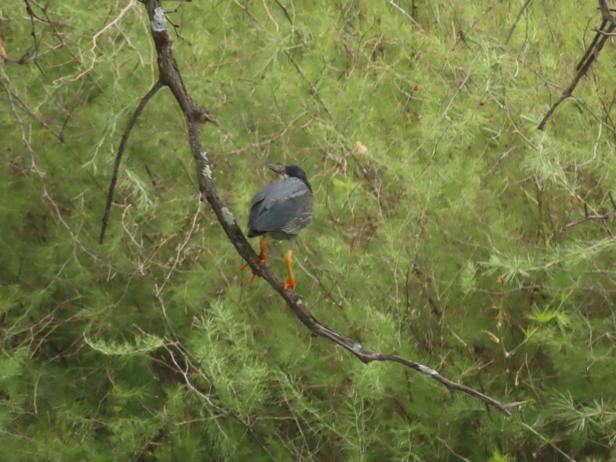 Striated Heron - ML404018511