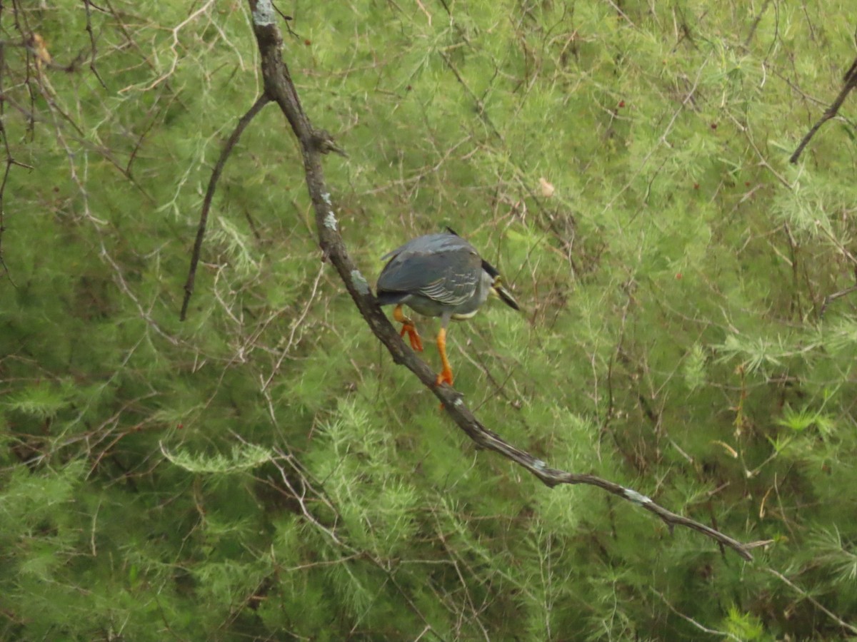 Striated Heron - Lloyd Nelson