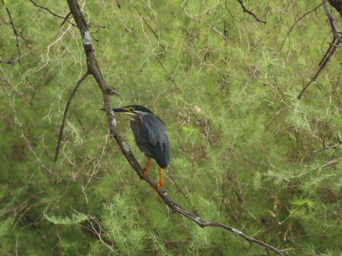 Striated Heron - Lloyd Nelson