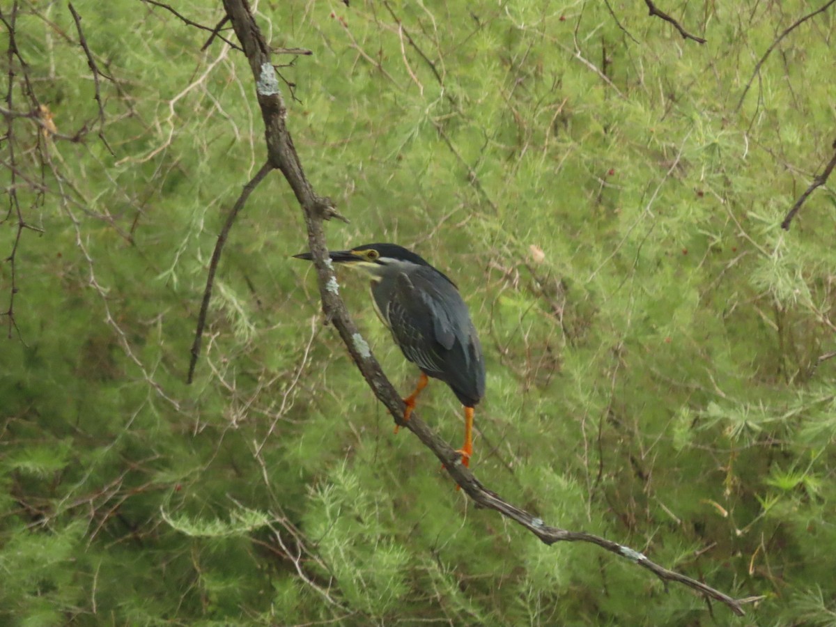 Striated Heron - Lloyd Nelson