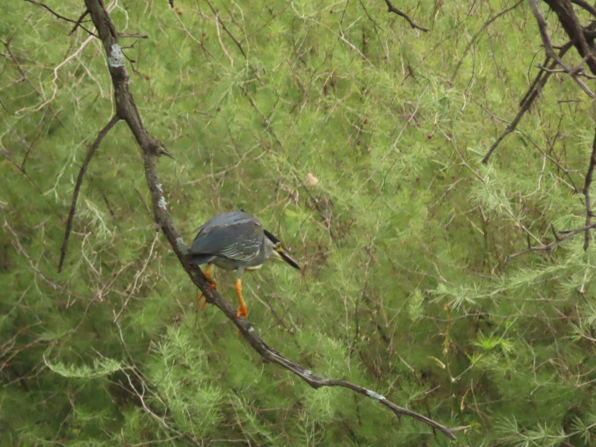 Striated Heron - Lloyd Nelson