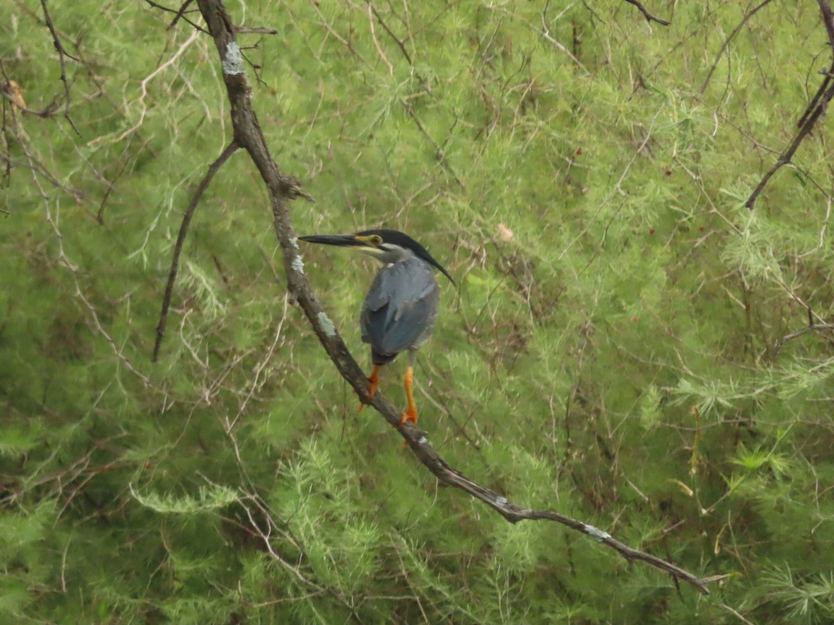 Striated Heron - Lloyd Nelson